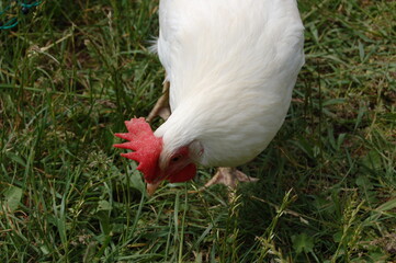 White chicken on a farm.