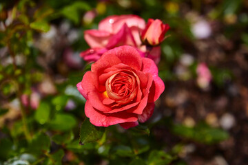 Beautiful perfect rde rose in close-up.