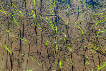Freshly planted rice on Luzon island, Philippines