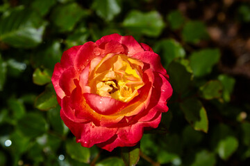 Beautiful perfect roses in close-up.