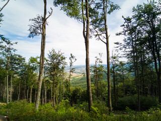 The trail to the Chelmiec Mountain - Walbrzych City - Poland