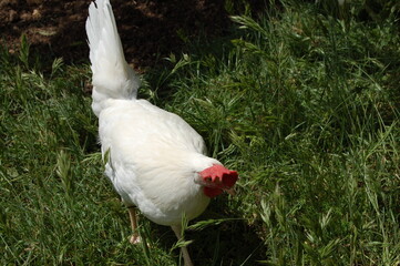 White chicken on a farm.