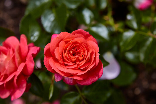 Beautiful perfect rde rose in close-up.