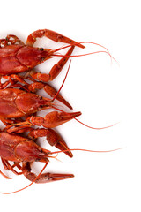 Boiled red crayfish on a white background