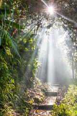 Sun is shining at a hiking trail in a forest near Banaue, Philippines