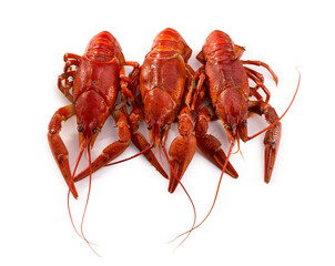 Boiled red crayfish on a white background