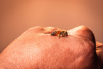 macro de una abeja obrera picando la mano de una persona 