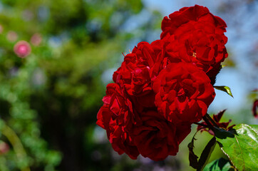 flowers in a garden