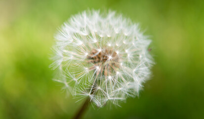 Fototapeta premium dandelion head