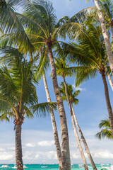 Fototapeta na wymiar Palms at the White Beach at Boracay island, Philippines