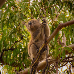 koala in tree