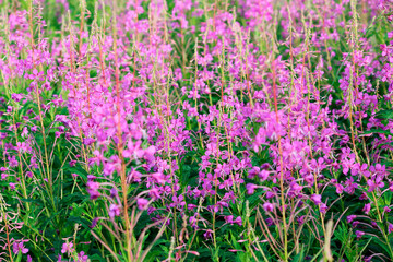 Naklejka premium Foggy morning in the mountain forest. Thickets of flowering willow-herb.