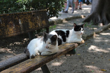 Katzen bei der Mittagspause