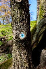 Obraz premium A blue eye painting on a tree trunk in the park on a sunny spring day.