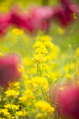 満開の紅桃と菜の花
