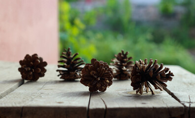 Close up clear and blurred pine cones on a wooden table in a garden.