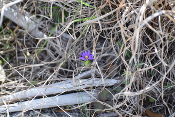 A single purple flower surrounded by downed branches