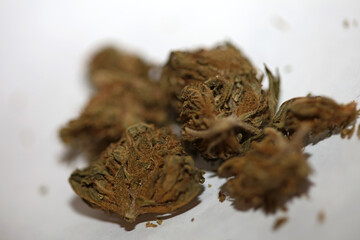Medical marihuana pharmaceutical use cbd super lemon haze close up modern high quality prints