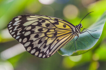 Fototapeta na wymiar Idea Leuconoe (paper kite butterfly) on Siquijor island, Philippines