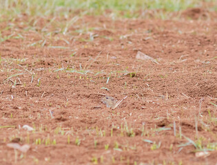 Grain plants eat by mice and mice holes in the soil. A portrait of field mouse