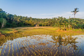 Rice fields on Siquijor island, Philippines.