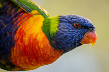 Head shot of a rainbow lorikeet