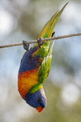 Rainbow Lorikeet Parrot Hanging Upside Down