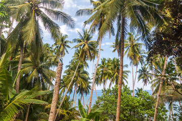 Obraz na płótnie Canvas Palms on Siquijor island, Philippines.