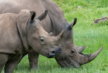 Obraz premium A Pair Of Southern White Rhinos With A Green Background