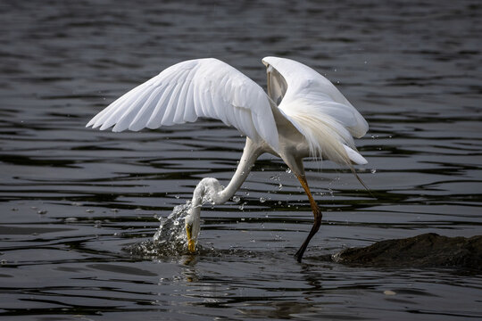 Eastern Great Egret Hunting For Fish. The Eastern Gret Egret is from the family Ardea Modesta