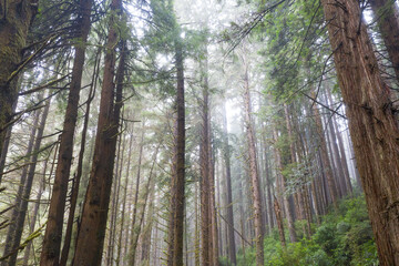 Redwood trees, Sequoia sempervirens, thrive in a moist coastal forest in Klamath, Northern California. Redwoods are the largest trees on Earth and are an endangered species.