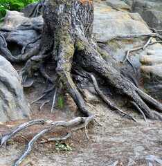 Lang ausgestreckte Wurzeln zwischen Felsgestein