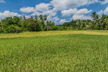 Rice fields on Bohol island, Philippines.