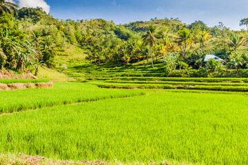 Fototapeta na wymiar Paddy fields on Bohol island, Philippines