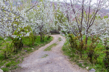 Fototapeta na wymiar Spring cherry trees in blossom in Alamut valley in Iran
