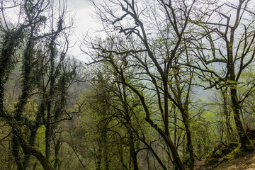 Forest on the hills around Rudkhan castle in Iran