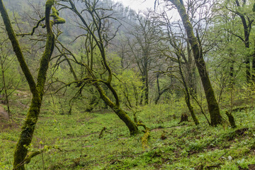 Forest on the hills around Rudkhan castle in Iran