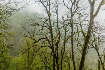 Forest on the hills around Rudkhan castle in Iran