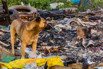 Dog in a landfill in Rasht, Iran