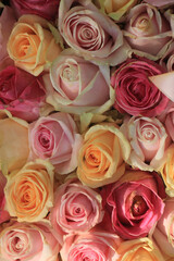 Pastel roses