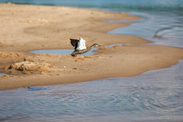 seagull on the beach
