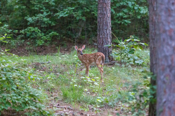 deer in the forest