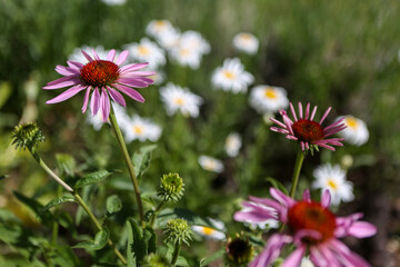 flowers in the garden