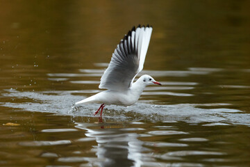 It is autumn and birds flying in park Stromovka, Prague, Czech Republic.
