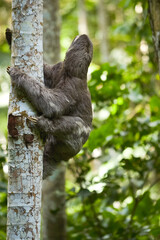 Sloth climbing the Embaúba (part 2).