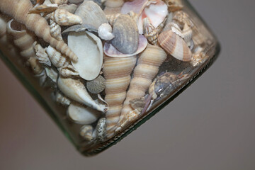Beach shells close up summer mood modern background high quality prints
