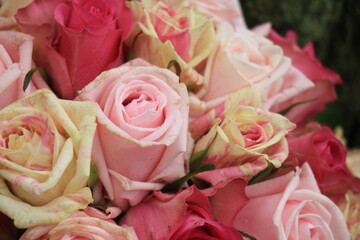 Mixed pink roses