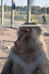 portrait of a baboon