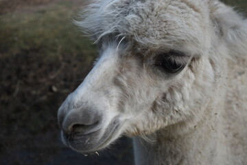 close up of a white llama