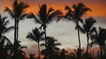 Silhouettes of coconut palm trees against colorful sunset sky at tropical night. Dramatic...